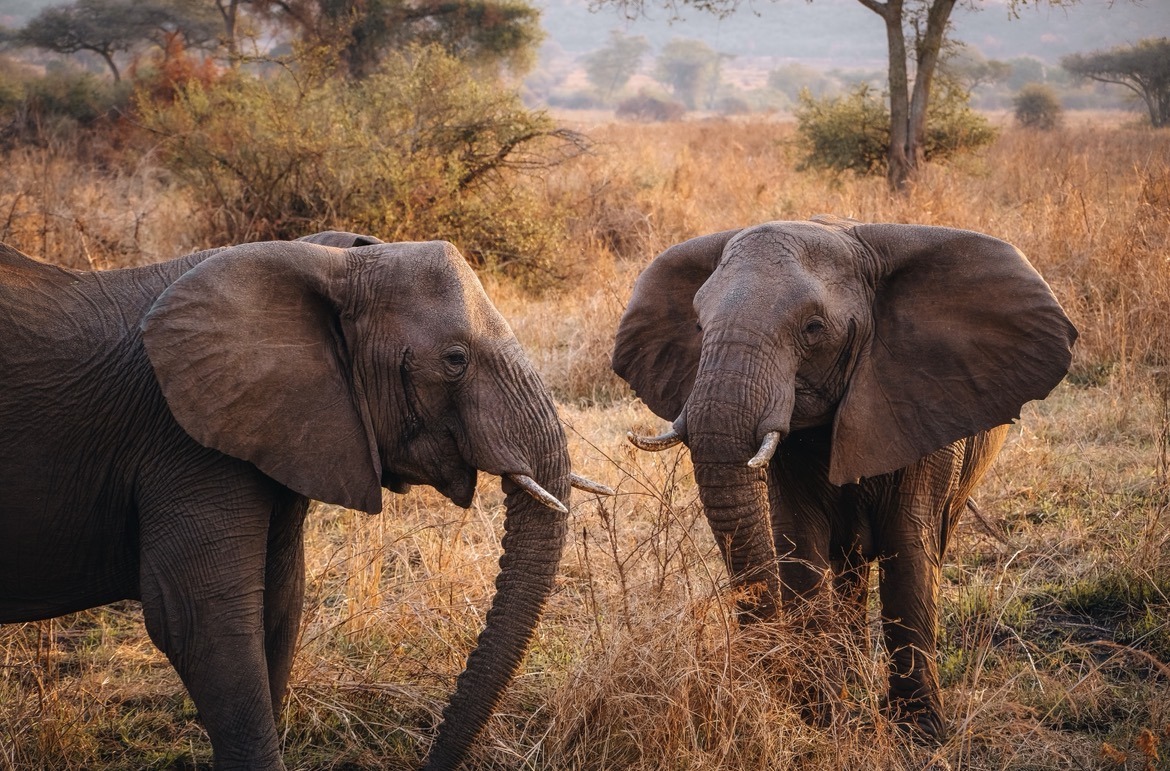 Africa adventure guides by Travel To Your Nature